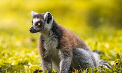 Ring-tailed Lemur sitting on the ground close-up portrait. striking yellow eyes, dark facial features, and soft fur, standing against a blurred, lush green background