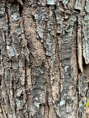 Tree Trunk Texture | Brunch tree