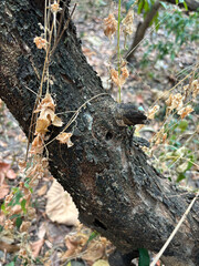 Tree Trunk Texture | Brunch tree