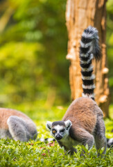 Ring-tailed Lemur winking eye, foraging on the ground close-up. 