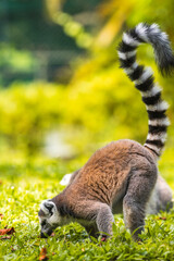 Ring-tailed lemur as it forages on the ground in a lush green grass environment at Dehiwala Zoo, Sri Lanka.