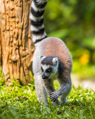 Obraz premium Ring-tailed Lemur with its tailed-up foraging on the ground front view. 