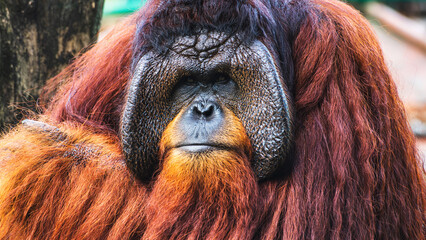 Close-up of the face of majestic orangutan, striking large face flangs with long reddish fur. Head resting on its hand at Dehiwala Zoo, Sri Lanka.  © nilanka