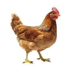 Fototapeta premium A beautiful brown hen.