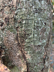 Tree Trunk Texture | Brunch tree