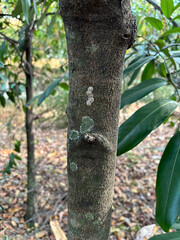 Tree Trunk Texture | Brunch tree