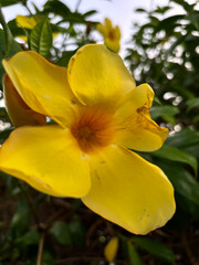 Fototapeta premium Yellow flower with five petals