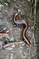 Millipede animals with shiny body colors are on dry land