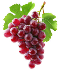 Fototapeta premium Fresh red grapes on a vine with green leaves.