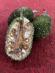 Artocarpus camansi seeds