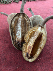 Swietenia macrophylla seeds