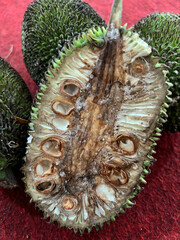Artocarpus camansi seeds