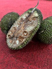 Artocarpus camansi seeds
