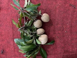 manilkara zapota seed