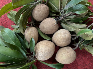 manilkara zapota seed