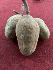 Switenia macrophylla seeds