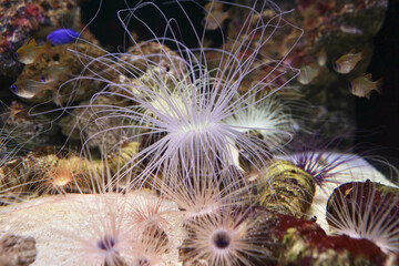 Obraz premium 日本、東京、品川アクアパーク水族館の魚たち