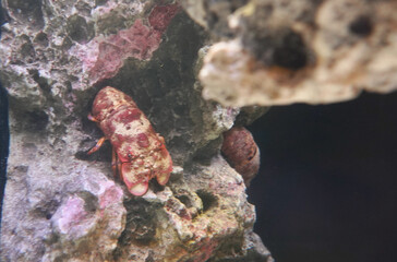 日本、東京、品川アクアパーク水族館の魚たち