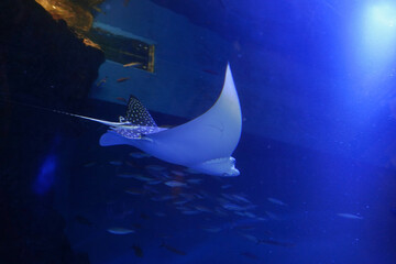 日本、東京、品川アクアパーク水族館の魚たち © dokosola