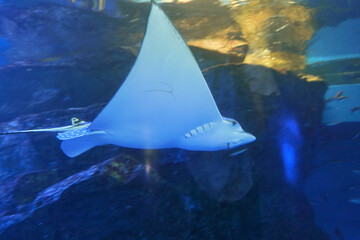 日本、東京、品川アクアパーク水族館の魚たち © dokosola