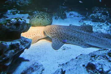日本、東京、品川アクアパーク水族館の魚たち
