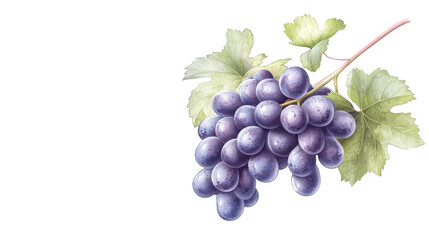 Fresh Ripe Purple Grapes with Green Leaves on Vine