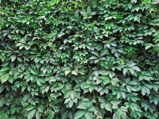 Obraz premium A wall of wild grape leaves