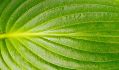 The texture of a green leaf in close-up