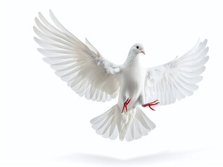Fototapeta premium Flying White Dove Isolated on White Background: Symbol of Peace and Freedom in Motion