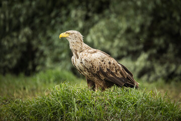 White tailed eagle chased by a craw