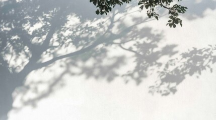 Obraz premium A soft shadow of a tree on a plain wall, creating a tranquil and serene atmosphere.