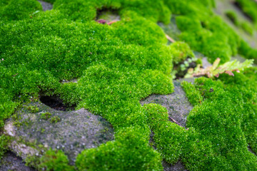 Obraz premium The beautiful green moss is on the rock stone. Moss close-up. Beautiful moss wallpaper.