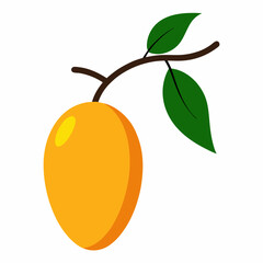 Mango fruit with leaves hanging under mango tree branch