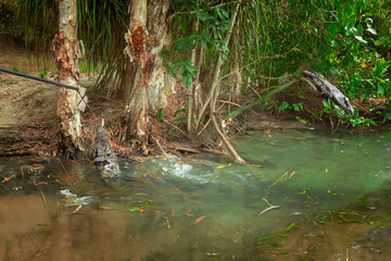 A crocodile being tempted with food from a tourist boat
