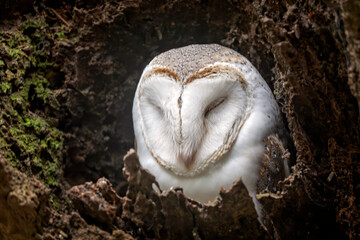 A sleeping barn owl
