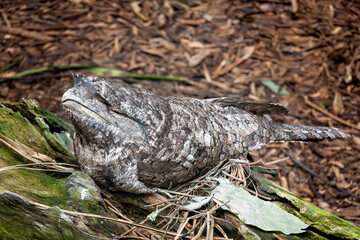 A camouflaged tawny frog mouth
