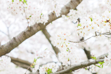 Springtime close up of white cherry blossoms