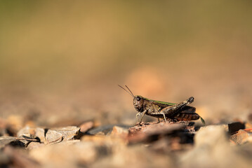 Konik polny  na kamykach, tapeta.  © Elżbieta Kaps