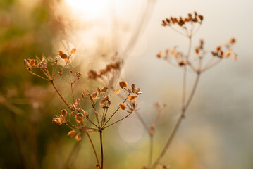 Suche jesienne kwiaty, jesienna łąka o zachodzie słońca.  © Elżbieta Kaps