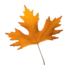 Obraz premium Autumn dry oak leaf isolated on a transparent or white background.