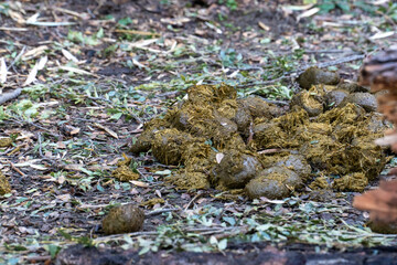 Close-up of fresh animal droppings on the ground, likely from a large herbivore, against a natural forest floor backdrop. The image captures the organic texture and natural environment 