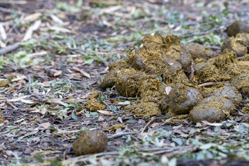 Close-up of fresh animal droppings on the ground, likely from a large herbivore, against a natural forest floor backdrop. The image captures the organic texture and natural environment 