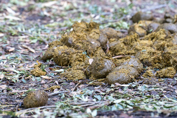 Close-up of fresh animal droppings on the ground, likely from a large herbivore, against a natural forest floor backdrop. The image captures the organic texture and natural environment 