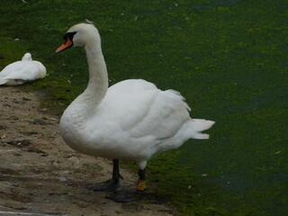 Swan close up