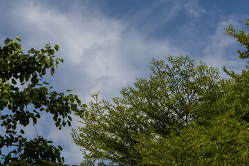 cloud Blue sky and dragonflies