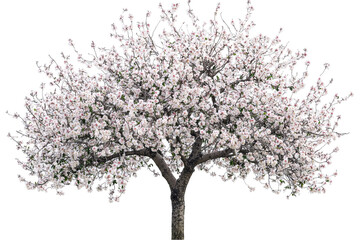 Obraz premium A full blooming cherry blossom tree with white flowers against a white transparent background.