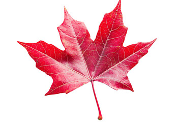 A single red maple leaf isolated on a white transparent background. The leaf has a classic maple shape with five points and intricate veins.