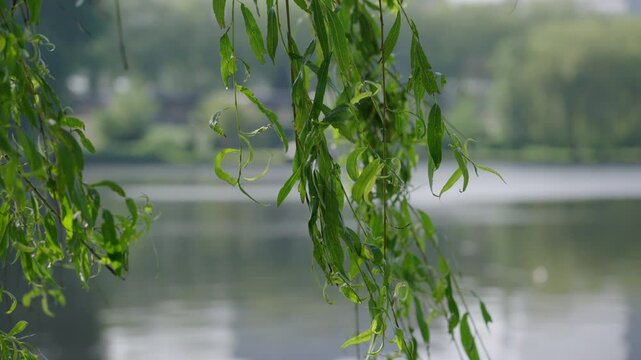 Leaves of a weeping willow sway gently in the breeze under a bright sun, creating a serene atmosphere by the calm water. A beautiful glimpse of nature's tranquility unfolds.