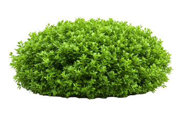 Fototapeta premium A lush green bush with small leaves, isolated on a white transparent background.