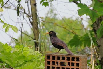 Common blackbird on a brick
